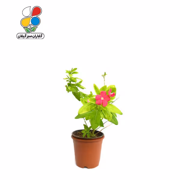 بذر گل پریوش بسته بندی کوچک