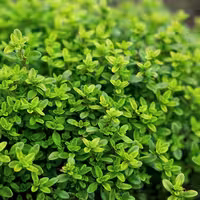 بذر آویشن باغی