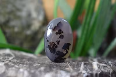 عقیق شجر برزیل