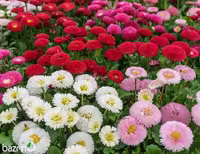 بذر گل مینا چمنی الوان