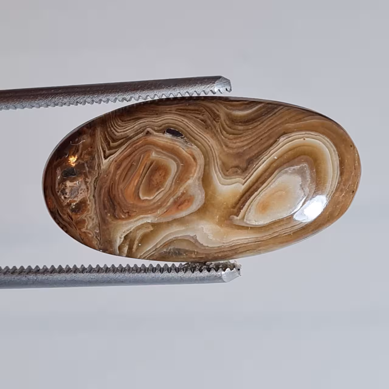 نگین وود فسیل کورال اصل 5729