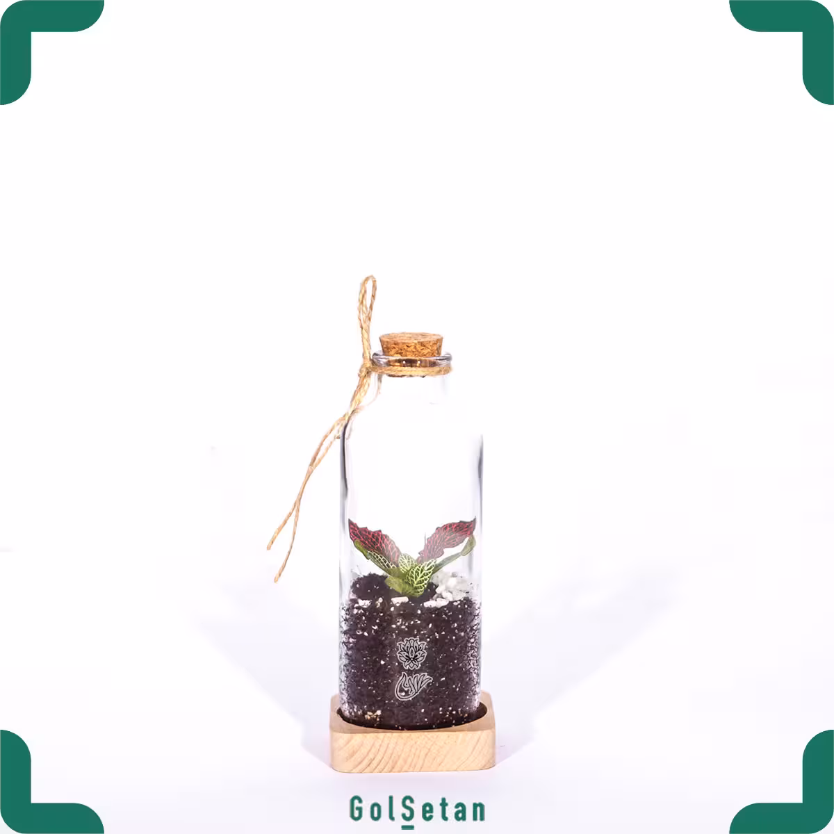 تراریوم آمازون کوچک