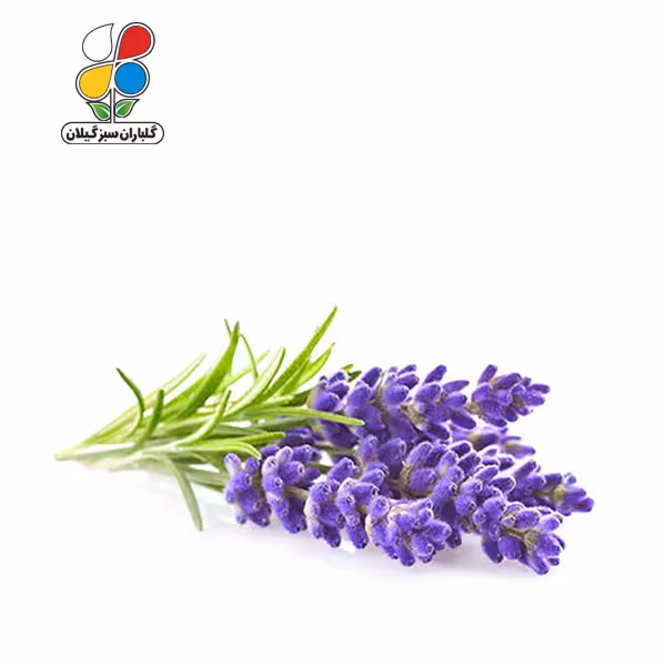 بذر اسطوخودوس بسته سه عددی