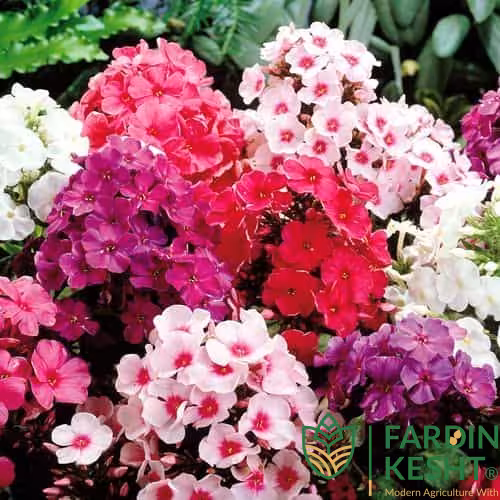 بذر گل فلوکس رنگارنگ آمریکایی بسته 30 عددی