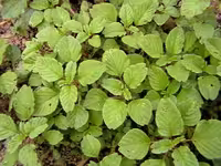 بذر اشکنه محلی(چواش)