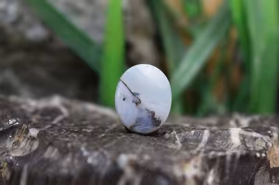 عقیق شجر برزیل