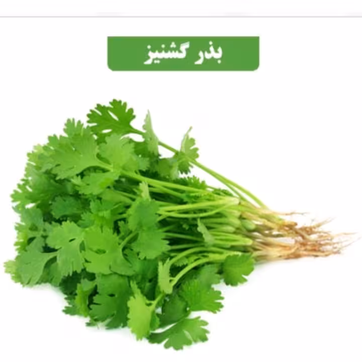 بذر کشنیز عطار بانو