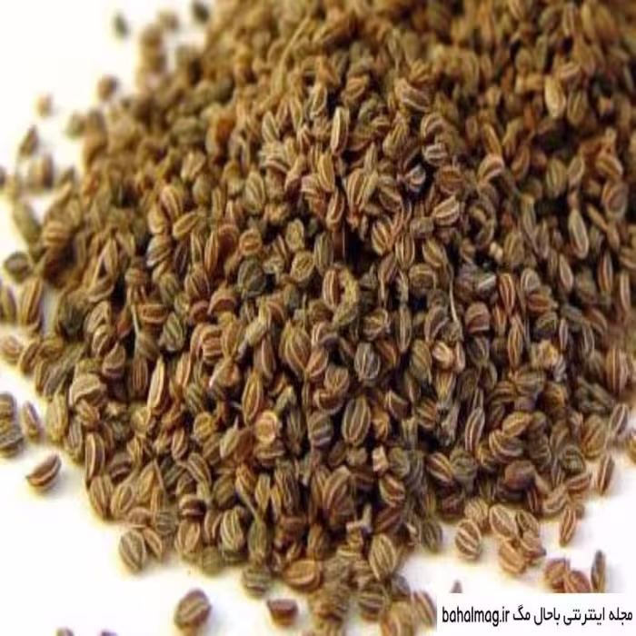 بذر یا تخم کرفس