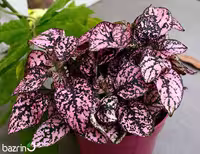 بذر گل سنگ رز F1
