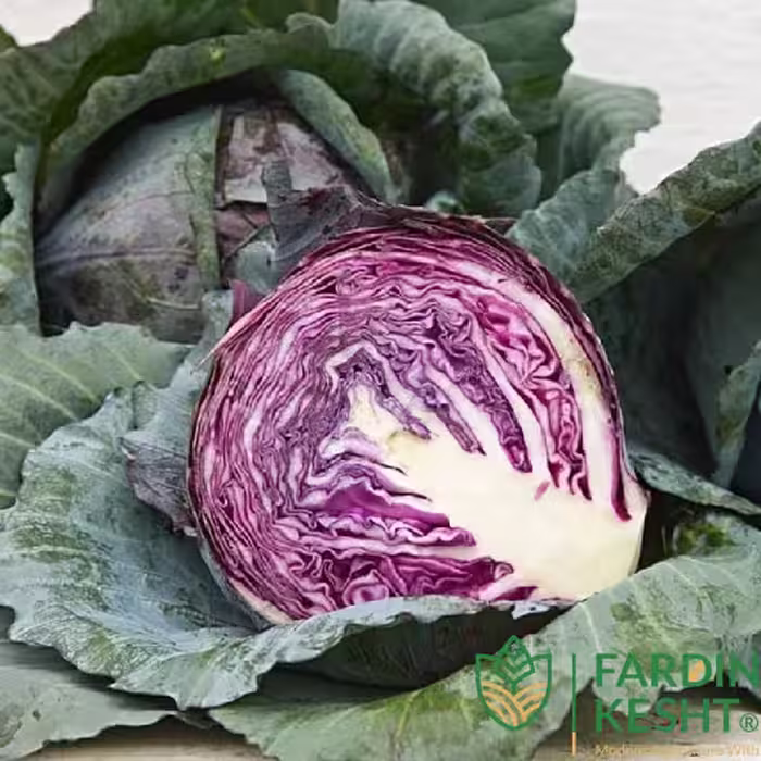 بذر کلم پیچ قرمز آکرا بسته 50 عددی