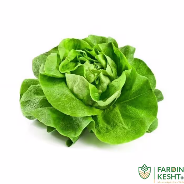 بذر کاهو رز پیچ سبز اسپانیایی بسته 500 عددی