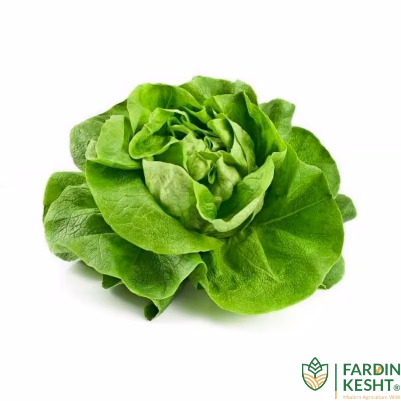 بذر کاهو رز پیچ سبز اسپانیایی بسته 500 عددی