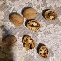 گردو کاغذی چرب