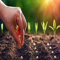 آموزش کاشت صیفیجات