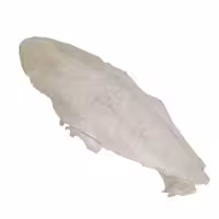 کف دریا مدل Cuttlebone