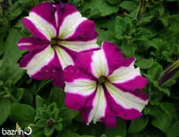 بذر گل اطلسی ارغوانه ستاره