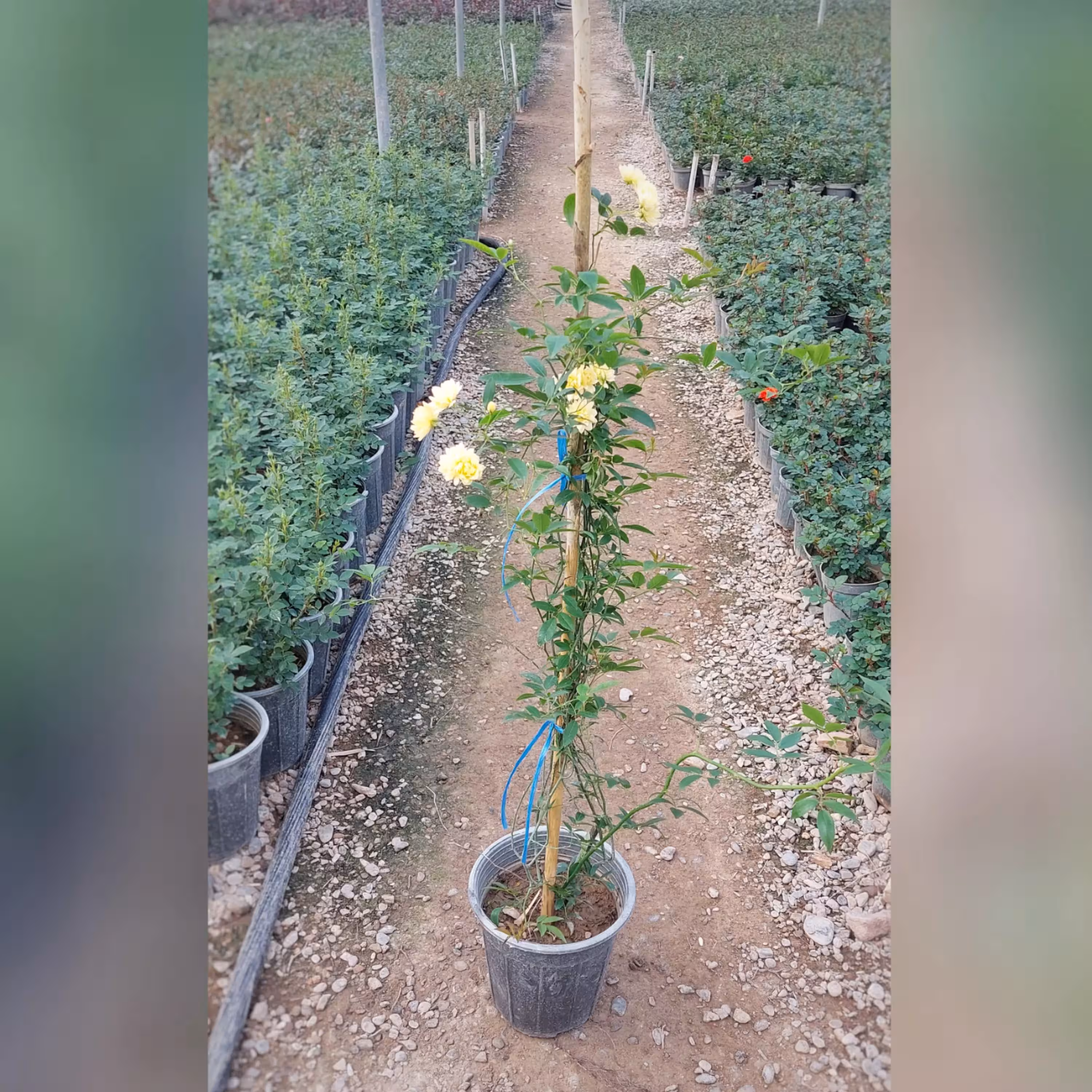 گل رز رونده آبشار طلایی با ارتفاع 80 سانتی متر