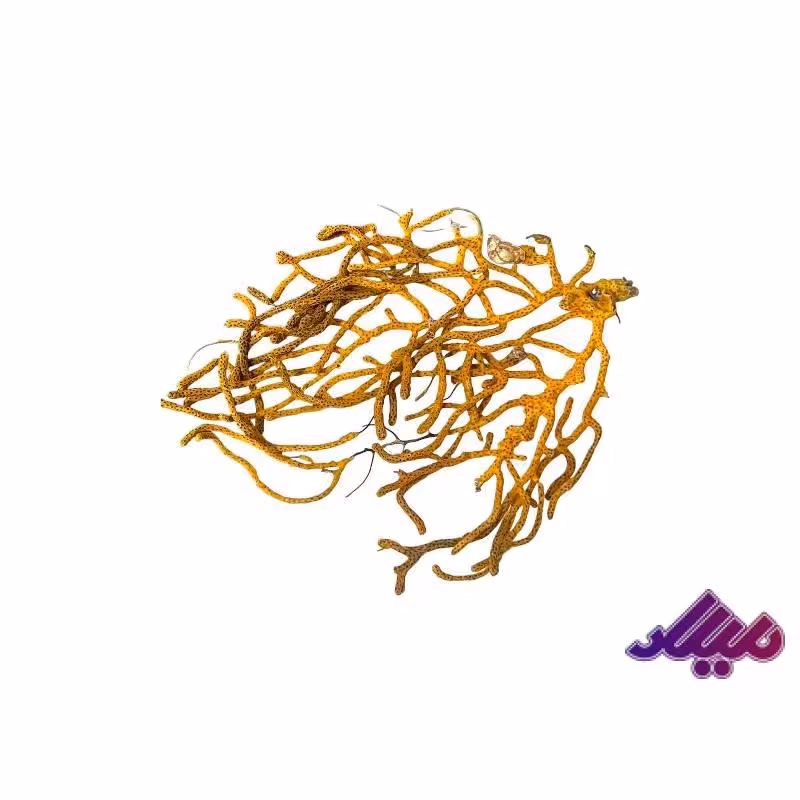 مرجان کد 1170044