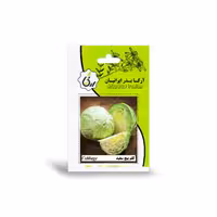 بذر کلم پیچ سفید آرکا بذر ایرانیان