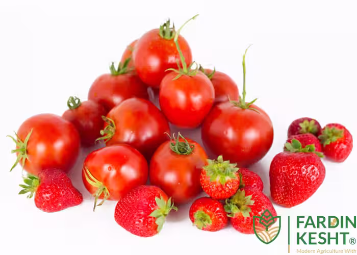 بذر گوجه فرنگی توت فرنگی بسته 20 عددی