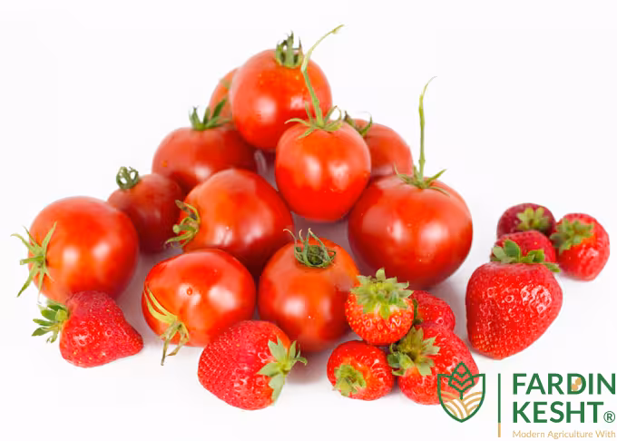 بذر گوجه فرنگی توت فرنگی بسته 20 عددی