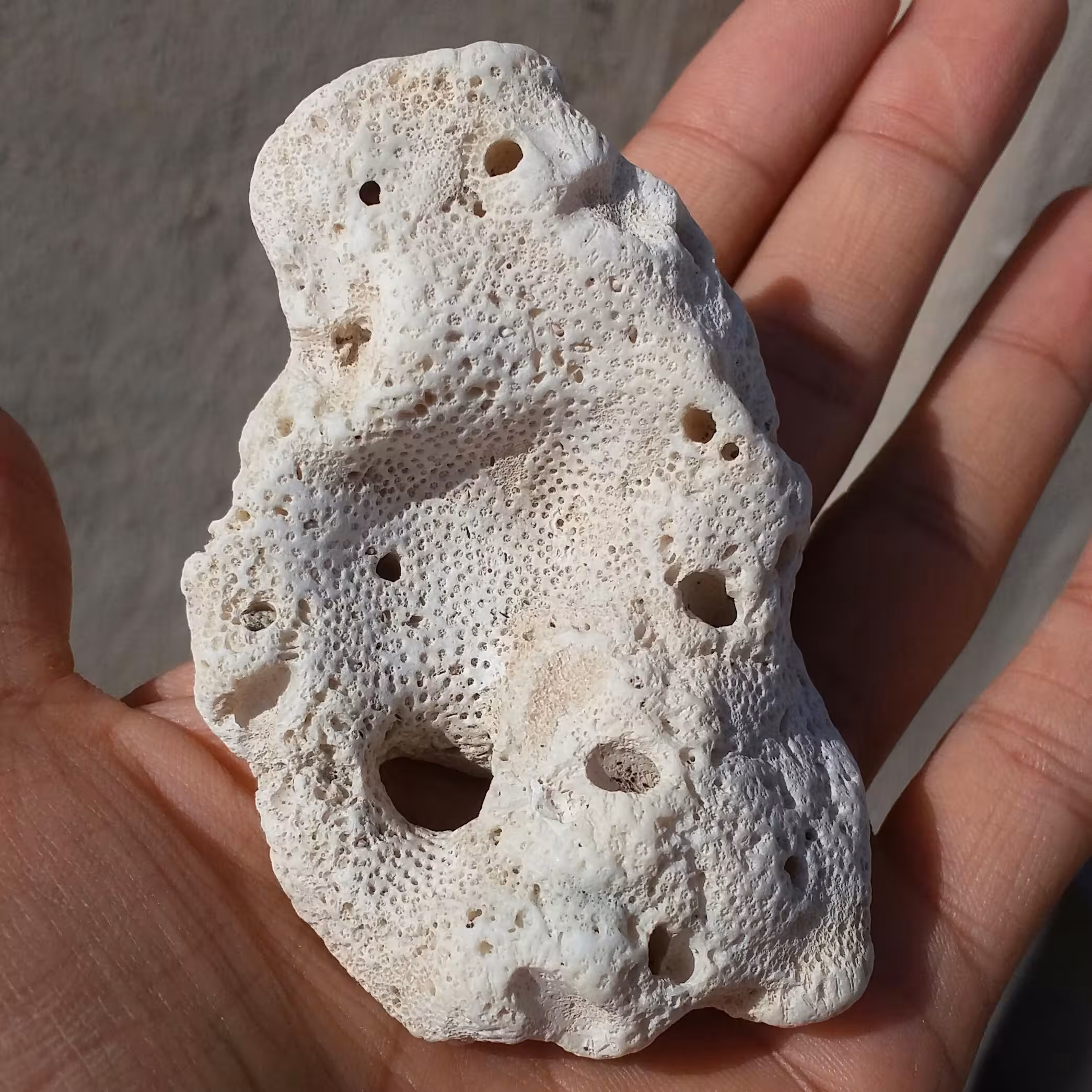 مرجان دریایی دو طرفه محشر دیدنی کاملا طبیعی
مناسب جهت دکور و تزیین بینظیر زیبا
کد 10139