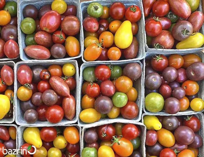 بذر گوجه چری