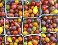 بذر گوجه چری