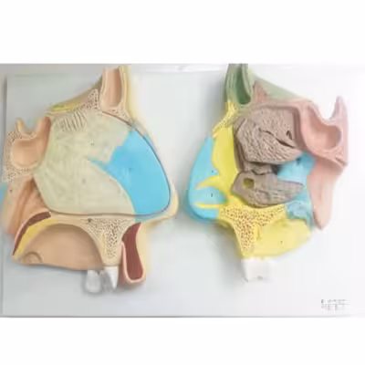 بازی آموزشی مدل مولاژ مقاطع میانی بینی