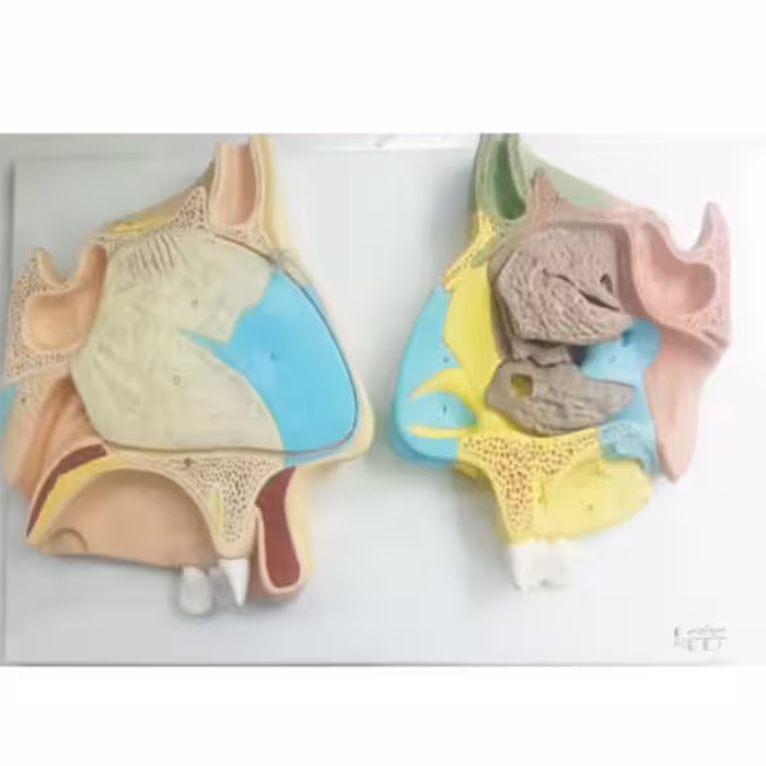 بازی آموزشی مدل مولاژ مقاطع میانی بینی