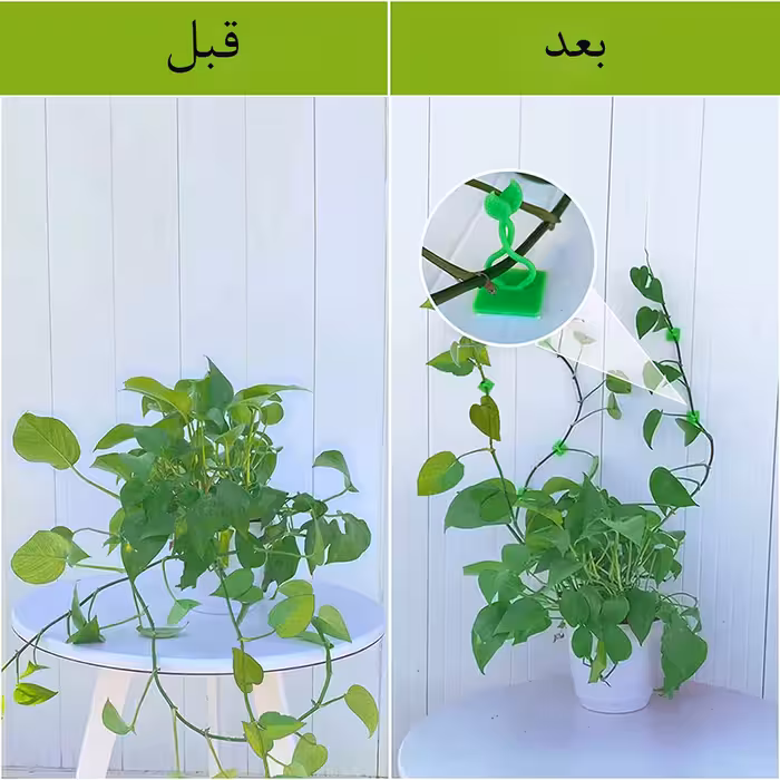 قیم بند مدل برگی بسته 30 عددی