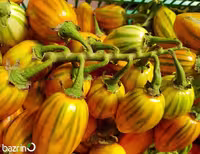 بذر بادمجان توگا