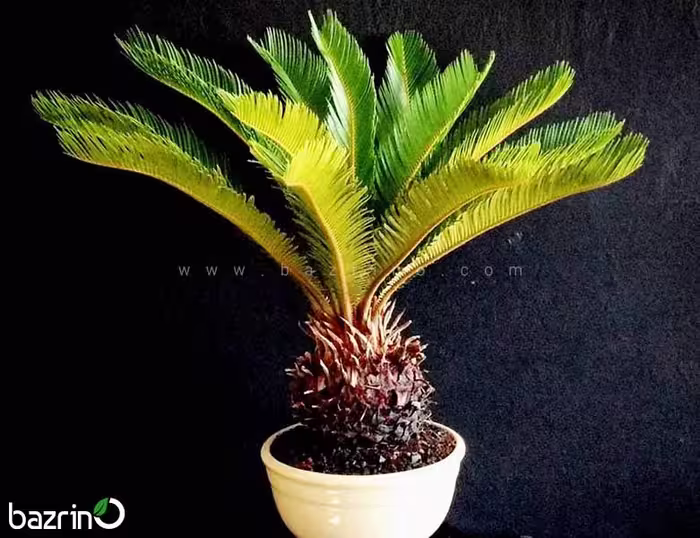 بذر درختچه سیکاس عددی