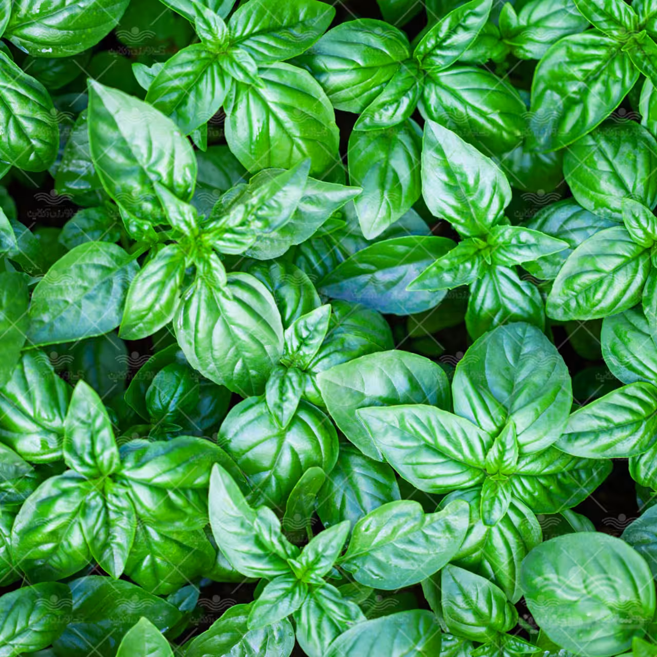 بذر سبزی ریحان سبز 20 گرمی