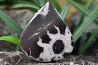 سپتارین مراکش اصل و طبیعی