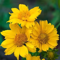 بذر گل وربسینا (پروانه ای) پابلند زرد