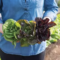بذر میکس کاهو لیتل جم سبز و قرمز ( Mixed Green Little Gem Lettuc green and red
