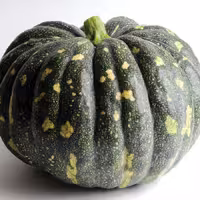 بذر کدو انجیری سبز