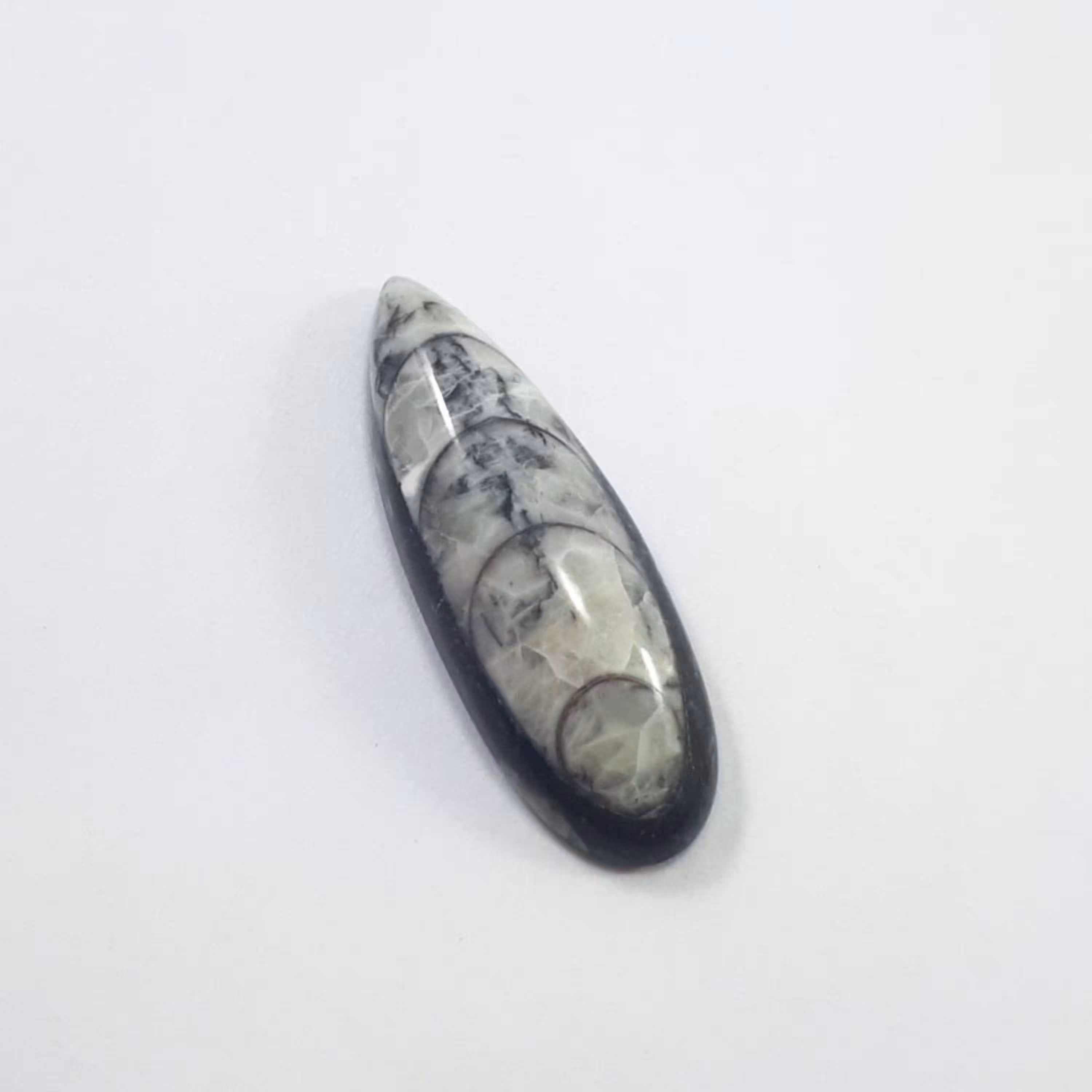 فسیل آرتوسراز یا آرتوکراز کدY 1461