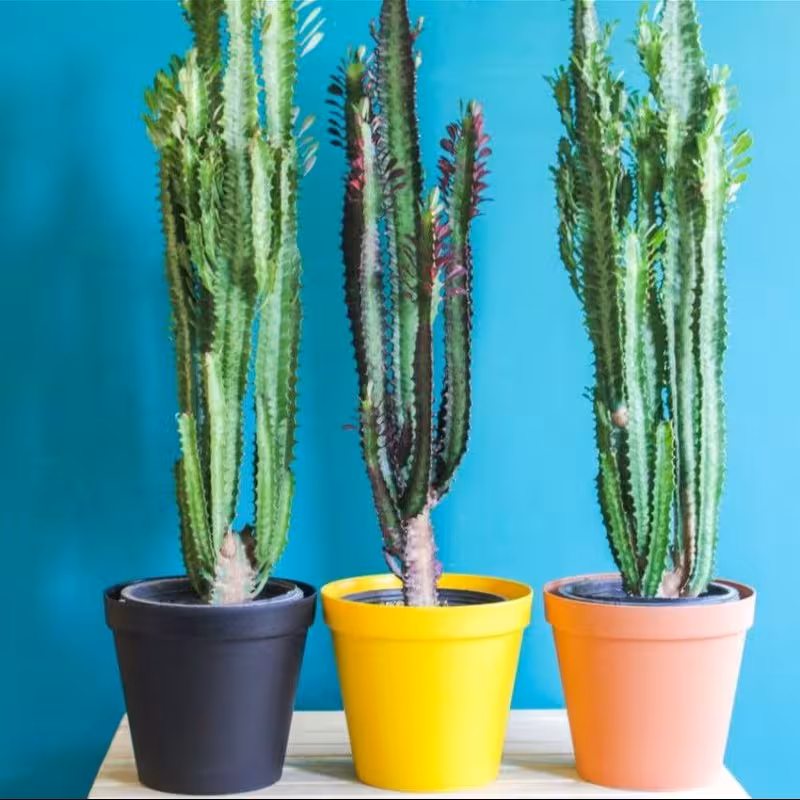 گلدان پلاستیکی سایز 20 مقاوم به آفتاب  در رنگ بندی 