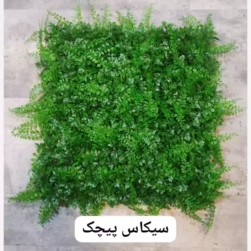گرین وال (دیوار سبز) سیکاس پیچک 50در50 cm (پس کرایه)