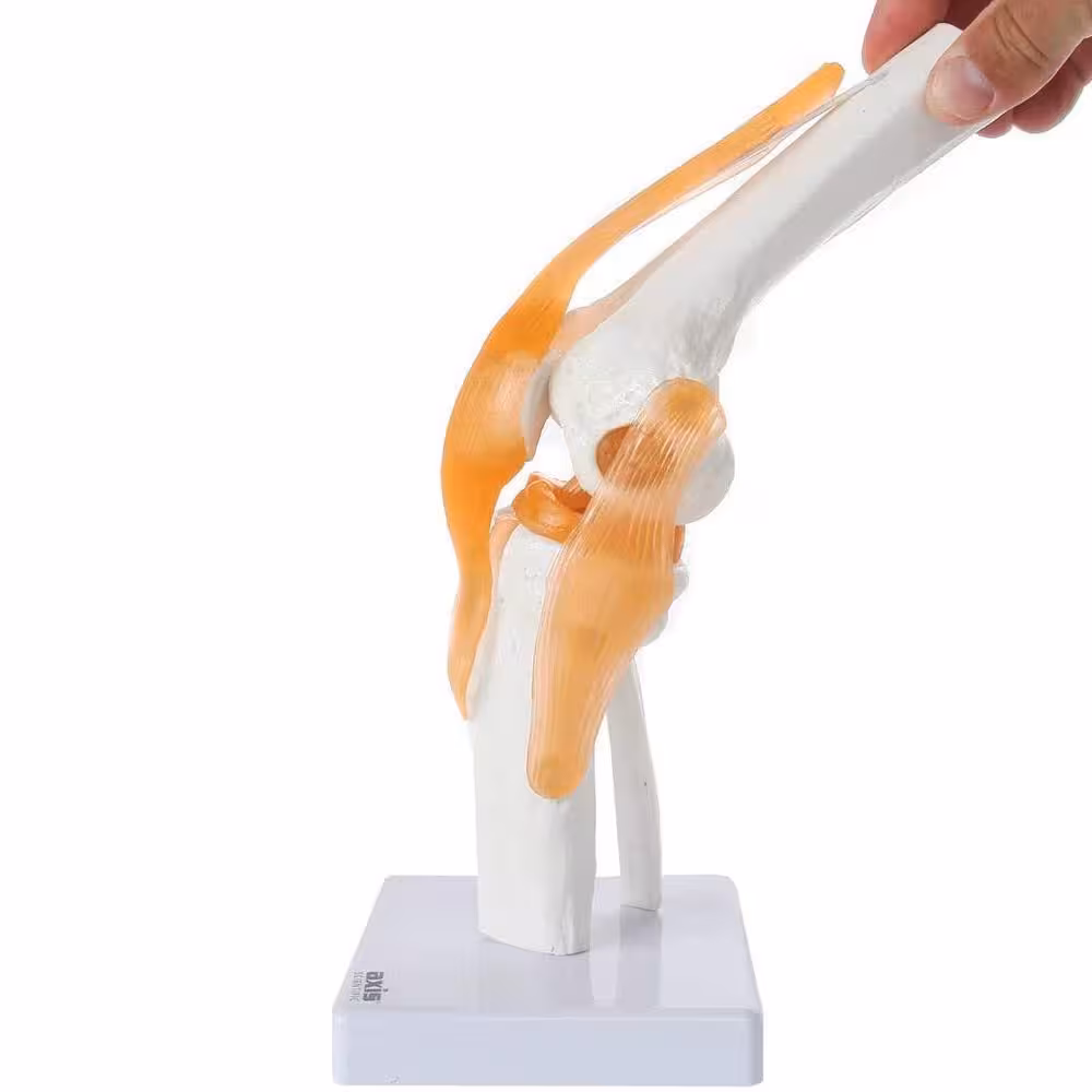 مولاژ مفصل زانو قابل انعطاف