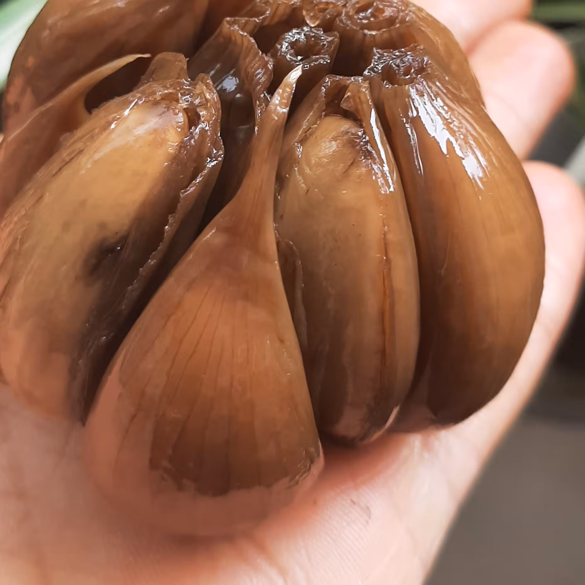 سرکه سیر 5 ساله تهیه شده از سیرهای درشت محلی 