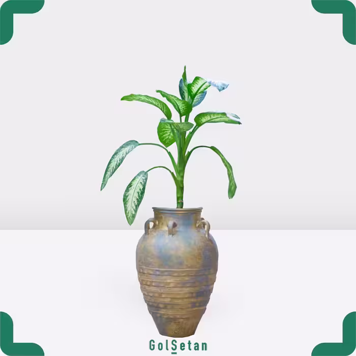 دیفن باخیا با گلدان سفالی پتینه