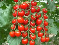 بذر گوجه چری قرمز درختی نوع F1