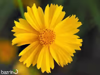 بذر گل اشرفی زرد