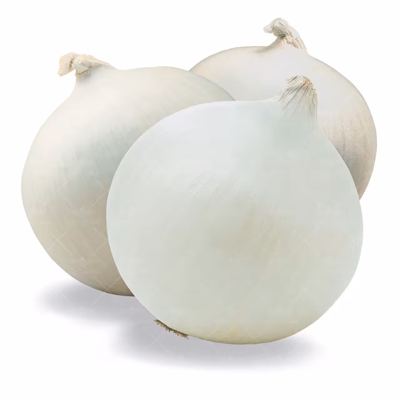 بذر پیاز سفید خانگی