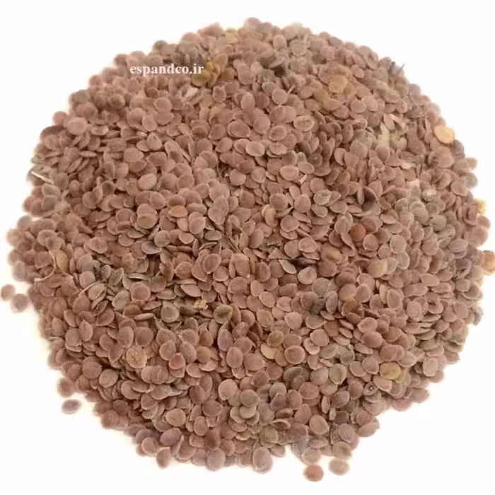 قدومه شیرازی (50 گرم دانه) Alyssum homolocarpum