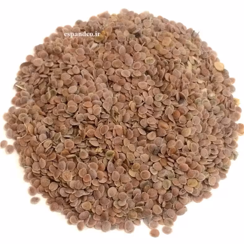 قدومه شیرازی (50 گرم دانه) Alyssum homolocarpum