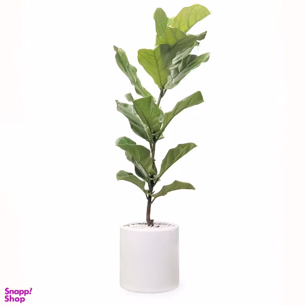 گلدان فیکوس آفریقایی لیراتا تک شاخه